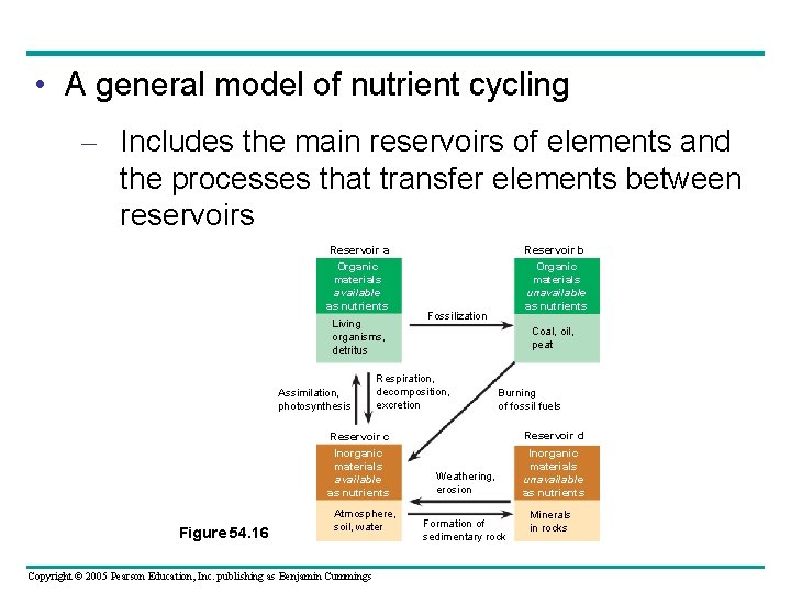  • A general model of nutrient cycling – Includes the main reservoirs of