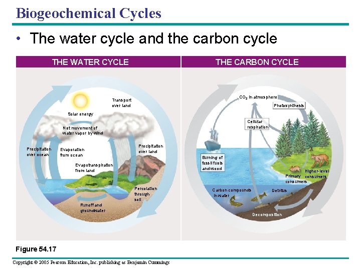 Biogeochemical Cycles • The water cycle and the carbon cycle THE CARBON CYCLE THE