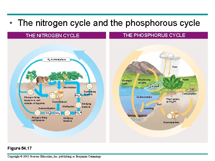  • The nitrogen cycle and the phosphorous cycle THE PHOSPHORUS CYCLE THE NITROGEN