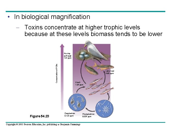  • In biological magnification – Toxins concentrate at higher trophic levels because at