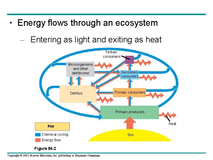  • Energy flows through an ecosystem – Entering as light and exiting as
