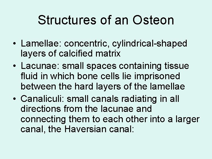 Structures of an Osteon • Lamellae: concentric, cylindrical-shaped layers of calcified matrix • Lacunae:
