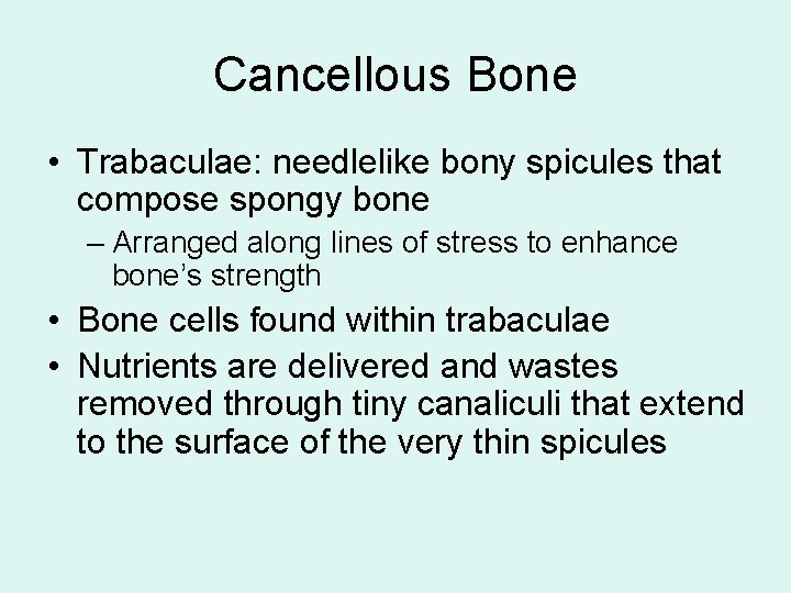 Cancellous Bone • Trabaculae: needlelike bony spicules that compose spongy bone – Arranged along