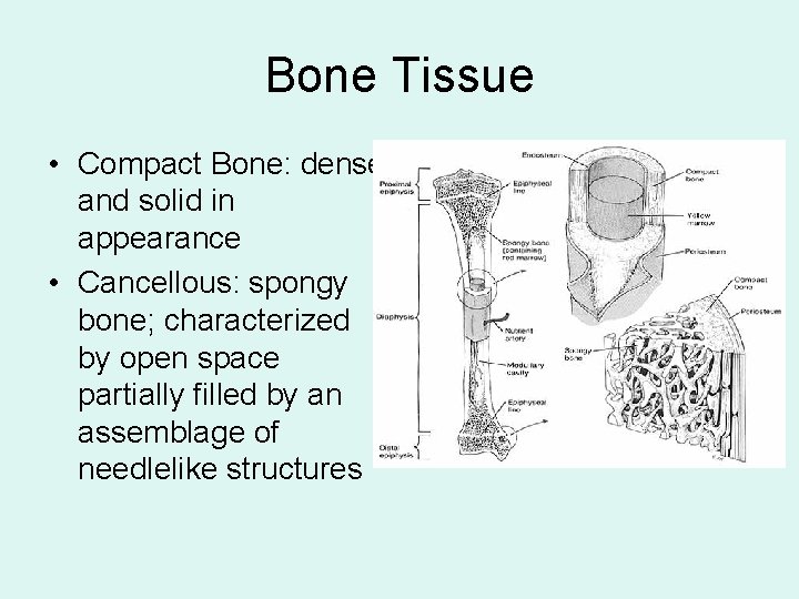 Bone Tissue • Compact Bone: dense and solid in appearance • Cancellous: spongy bone;