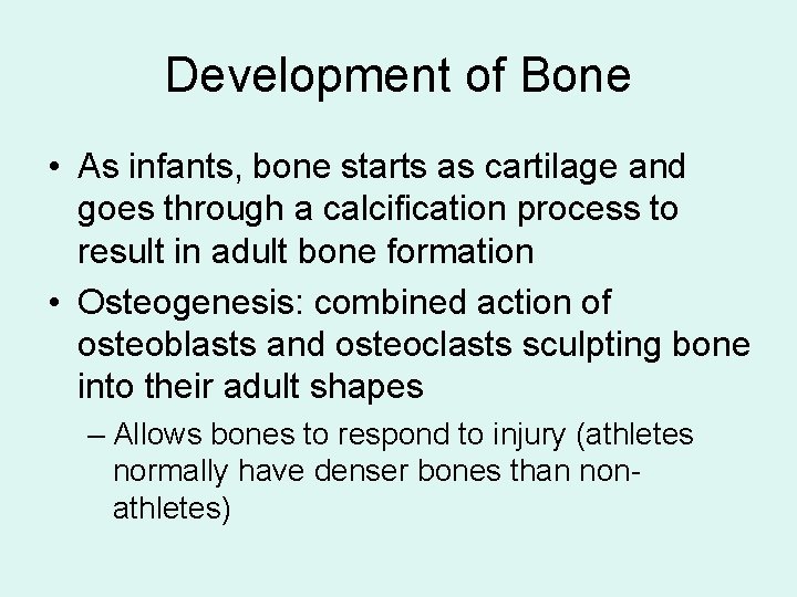 Development of Bone • As infants, bone starts as cartilage and goes through a