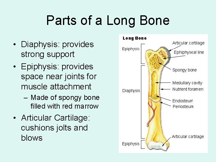 Parts of a Long Bone • Diaphysis: provides strong support • Epiphysis: provides space