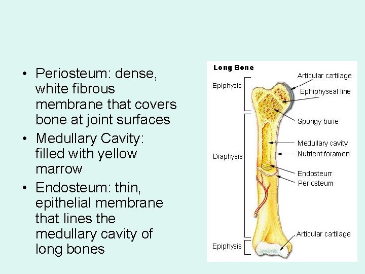  • Periosteum: dense, white fibrous membrane that covers bone at joint surfaces •