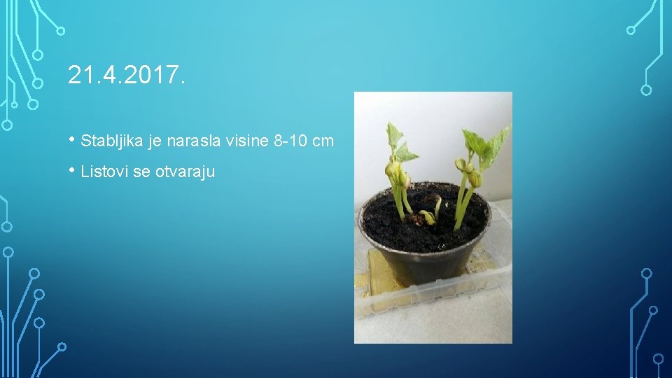 21. 4. 2017. • Stabljika je narasla visine 8 -10 cm • Listovi se