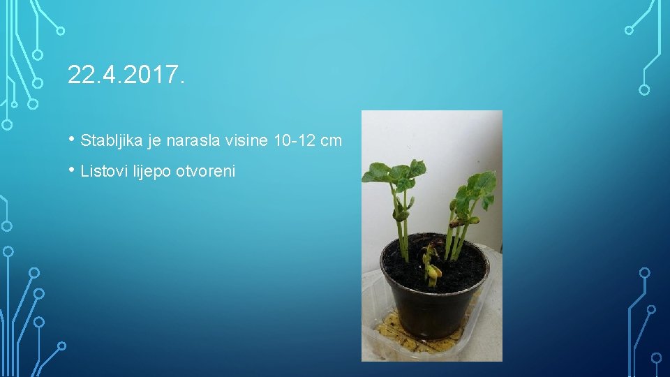 22. 4. 2017. • Stabljika je narasla visine 10 -12 cm • Listovi lijepo