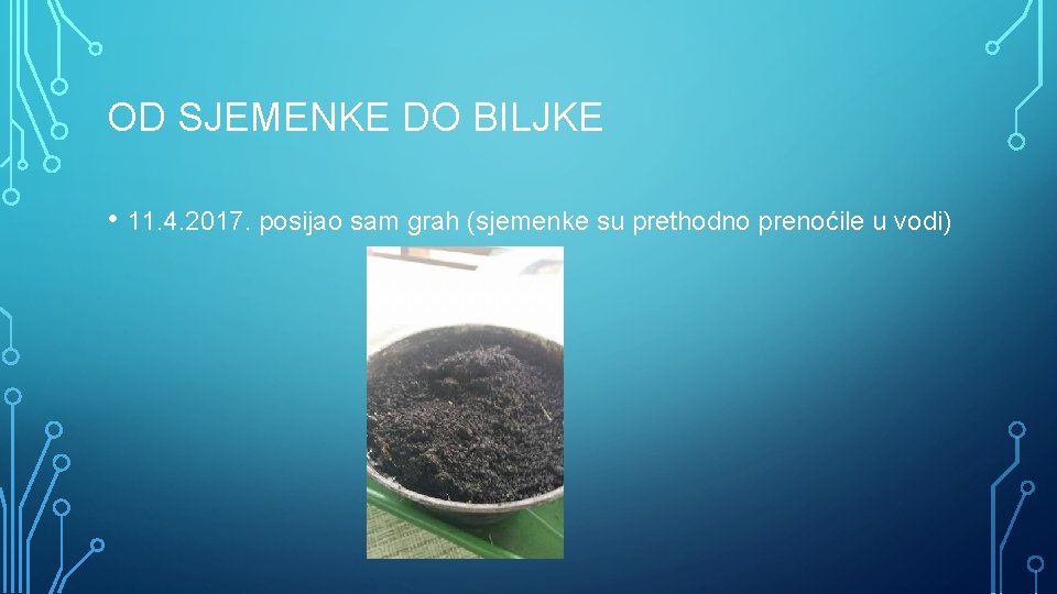 OD SJEMENKE DO BILJKE • 11. 4. 2017. posijao sam grah (sjemenke su prethodno