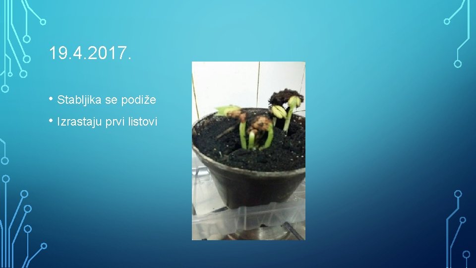 19. 4. 2017. • Stabljika se podiže • Izrastaju prvi listovi 