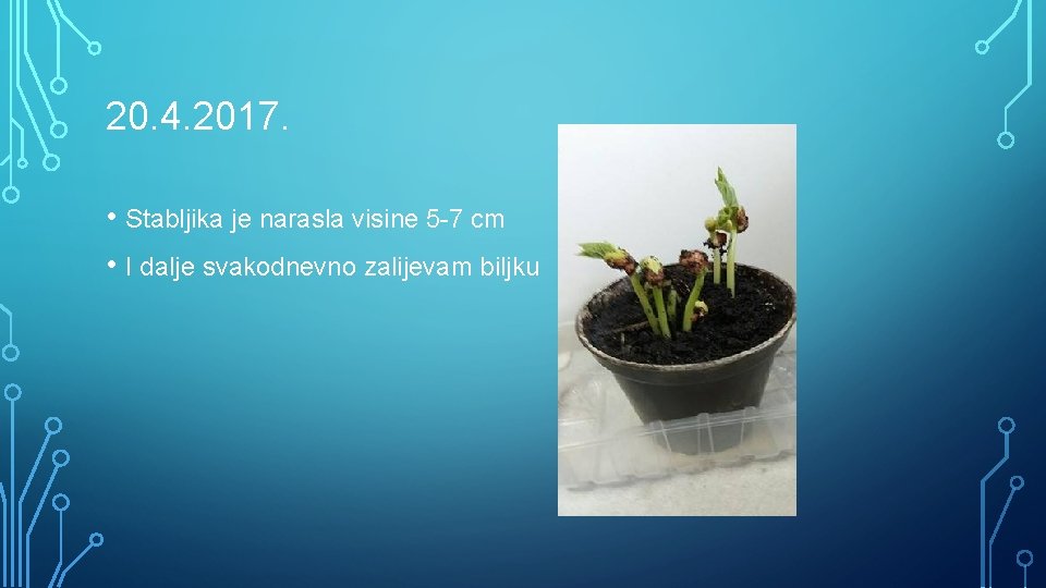 20. 4. 2017. • Stabljika je narasla visine 5 -7 cm • I dalje