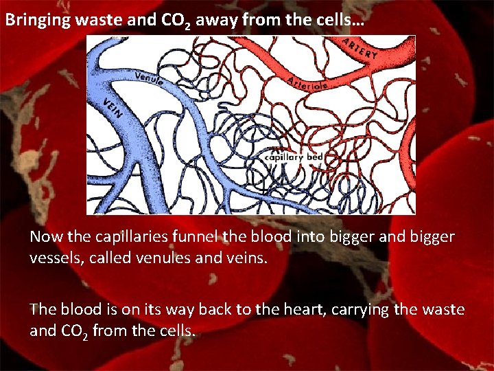 Bringing waste and CO 2 away from the cells… Now the capillaries funnel the