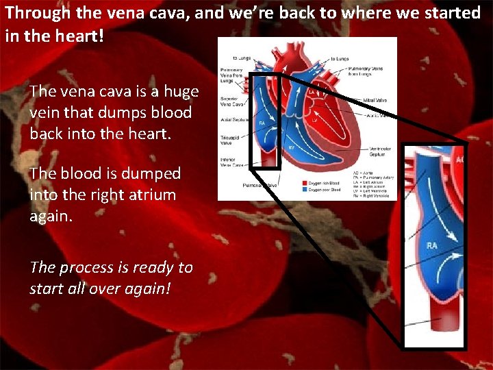 Through the vena cava, and we’re back to where we started in the heart!