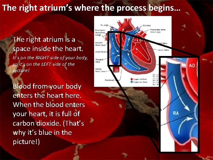 The right atrium’s where the process begins… The right atrium is a space inside
