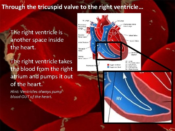 Through the tricuspid valve to the right ventricle… The right ventricle is another space