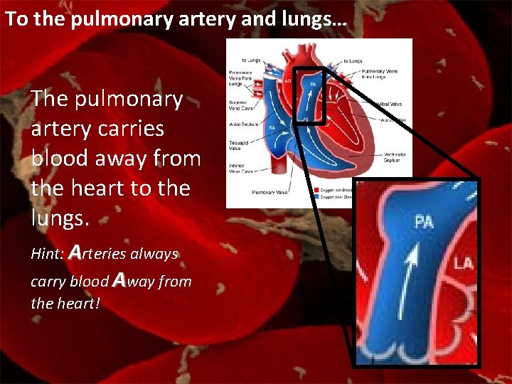 To the pulmonary artery and lungs… The pulmonary artery carries blood away from the