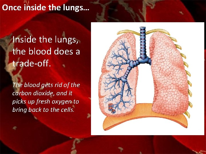 Once inside the lungs… Inside the lungs, the blood does a trade-off. The blood