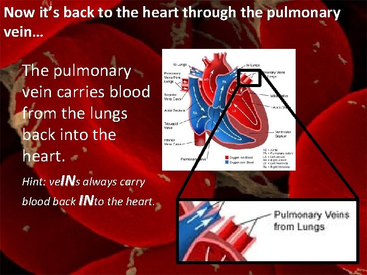 Now it’s back to the heart through the pulmonary vein… The pulmonary vein carries