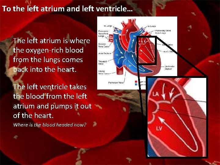 To the left atrium and left ventricle… The left atrium is where the oxygen-rich