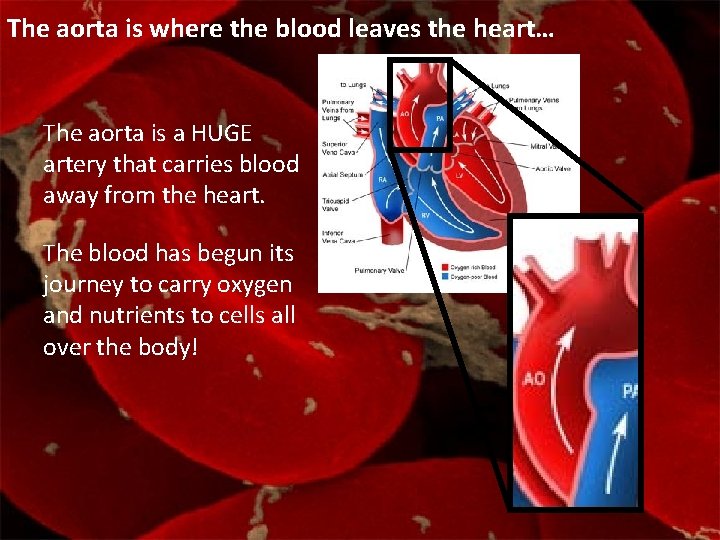 The aorta is where the blood leaves the heart… The aorta is a HUGE