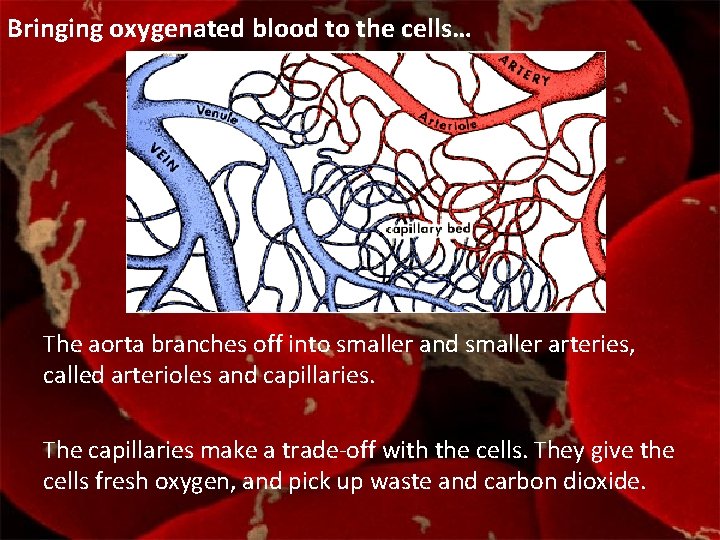 Bringing oxygenated blood to the cells… The aorta branches off into smaller and smaller