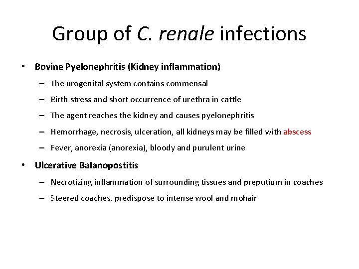 Group of C. renale infections • Bovine Pyelonephritis (Kidney inflammation) – The urogenital system