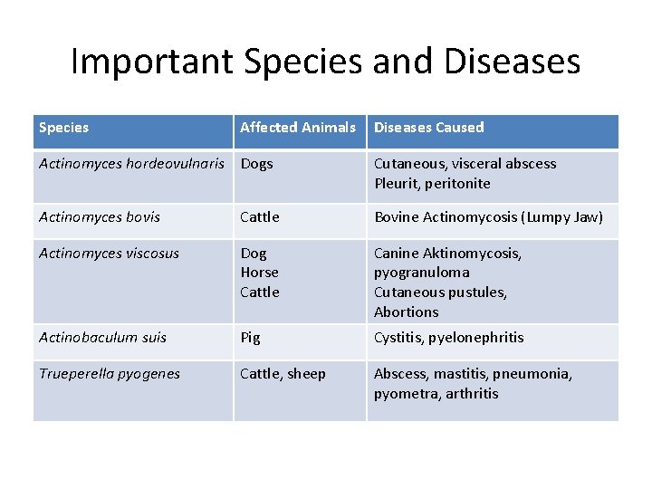 Important Species and Diseases Species Affected Animals Diseases Caused Actinomyces hordeovulnaris Dogs Cutaneous, visceral