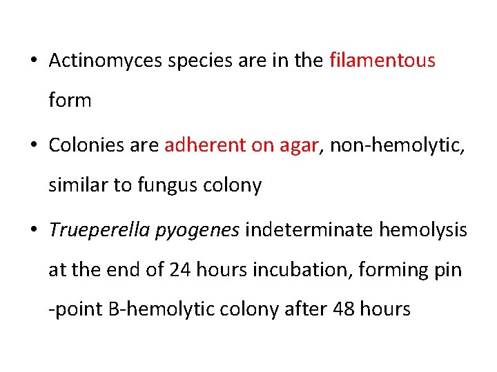  • Actinomyces species are in the filamentous form • Colonies are adherent on