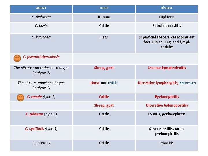 AGENT HOST DİSEASE C. diphteria Human Diphteria C. bovis Cattle Subclinic mastitis C. kutscheri