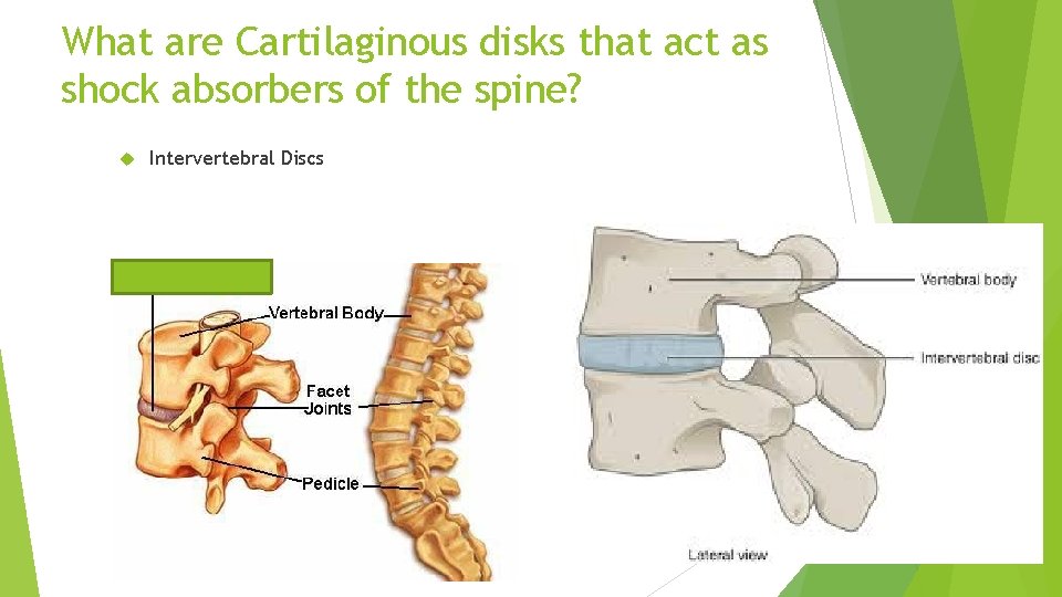 What are Cartilaginous disks that act as shock absorbers of the spine? Intervertebral Discs