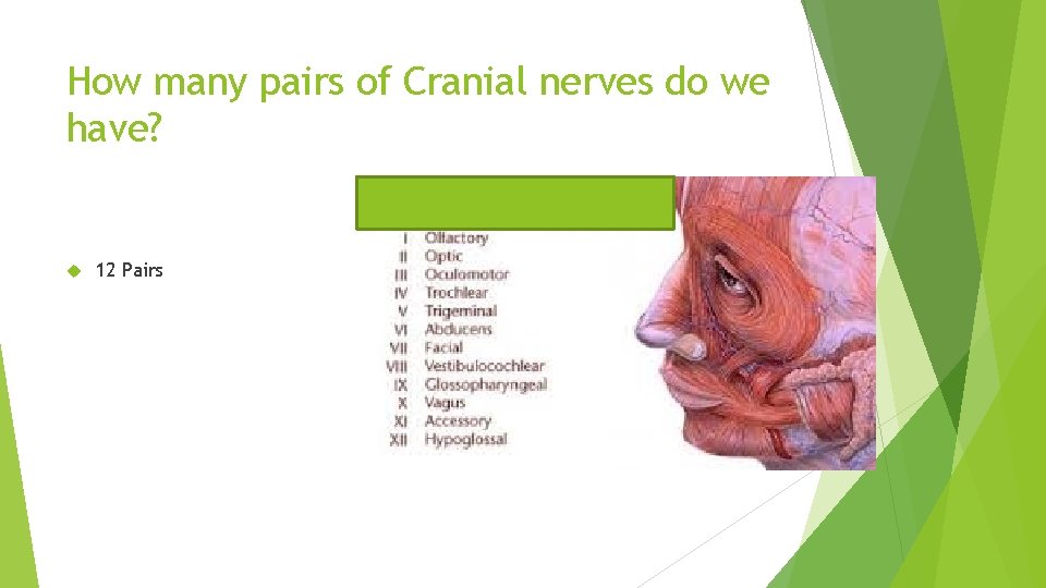 How many pairs of Cranial nerves do we have? 12 Pairs 