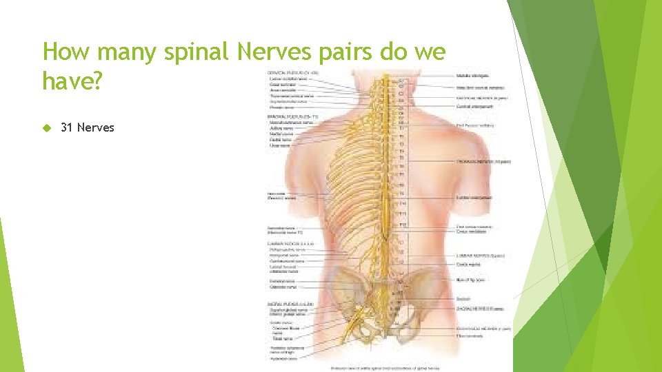 How many spinal Nerves pairs do we have? 31 Nerves 