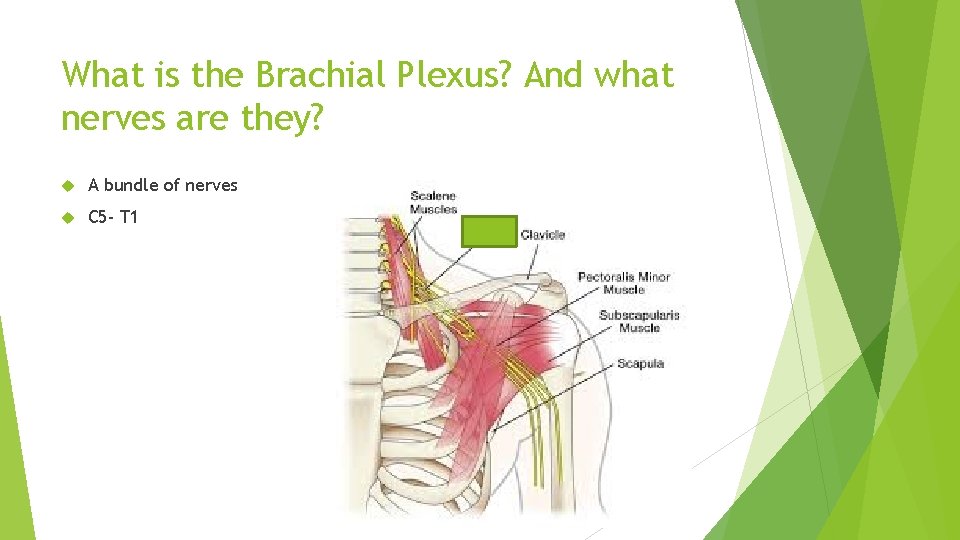 What is the Brachial Plexus? And what nerves are they? A bundle of nerves
