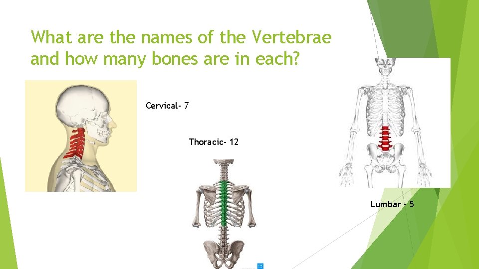 What are the names of the Vertebrae and how many bones are in each?