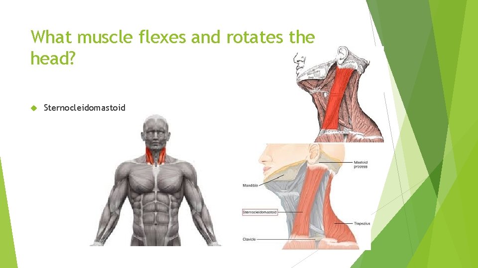 What muscle flexes and rotates the head? Sternocleidomastoid 