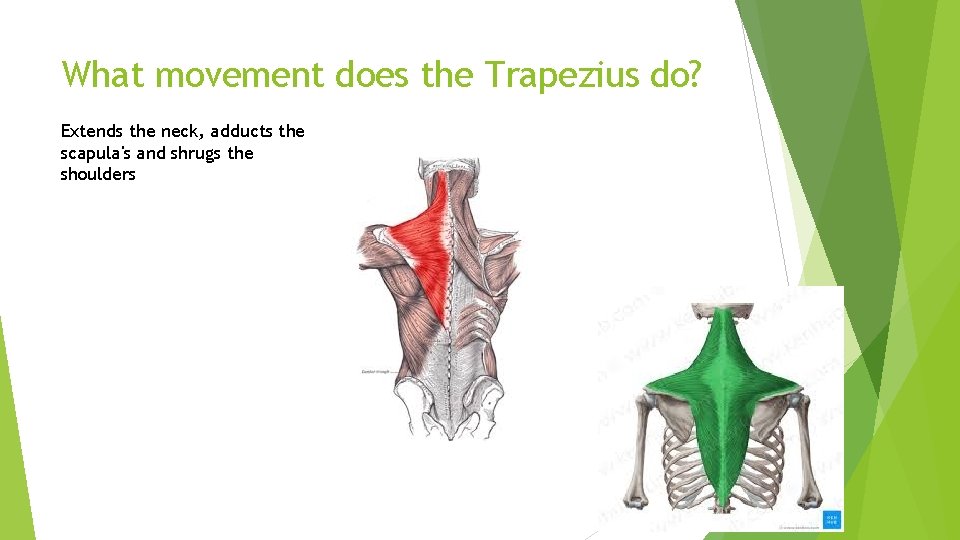What movement does the Trapezius do? Extends the neck, adducts the scapula's and shrugs