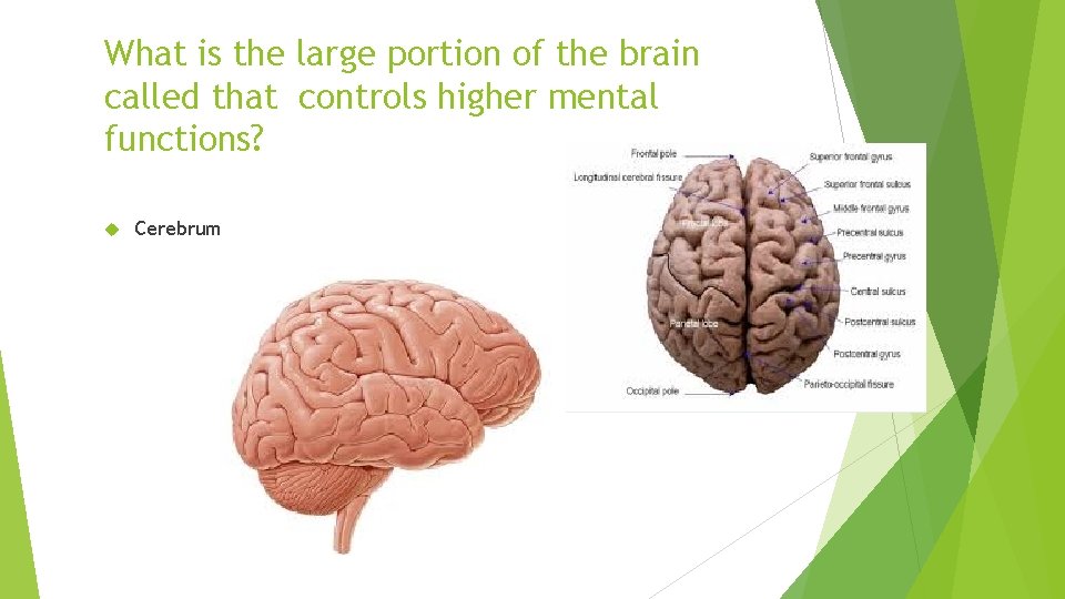 What is the large portion of the brain called that controls higher mental functions?