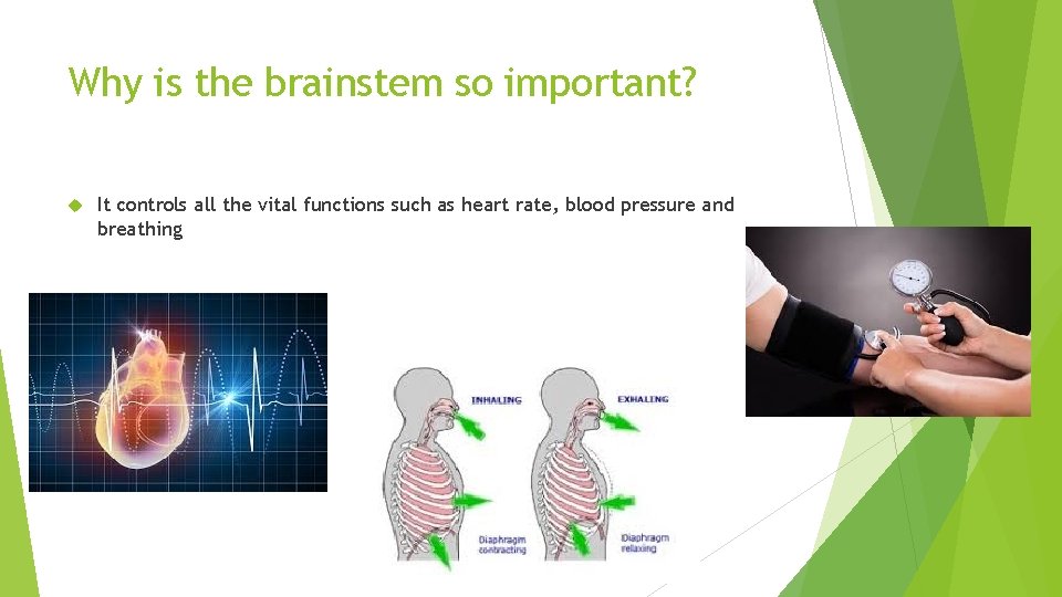 Why is the brainstem so important? It controls all the vital functions such as