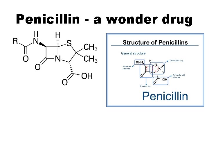 Penicillin - a wonder drug 
