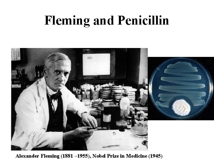 Fleming and Penicillin Alexander Fleming (1881 – 1955), Nobel Prize in Medicine (1945) 