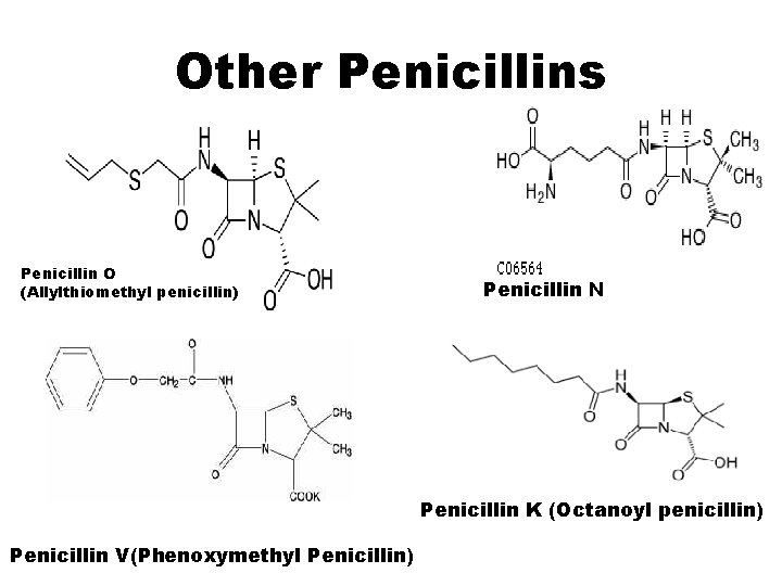 Other Penicillins Penicillin O (Allylthiomethyl penicillin) Penicillin N Penicillin K (Octanoyl penicillin) Penicillin V(Phenoxymethyl