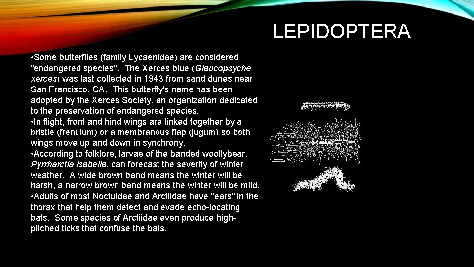 LEPIDOPTERA • Some butterflies (family Lycaenidae) are considered "endangered species". The Xerces blue (Glaucopsyche