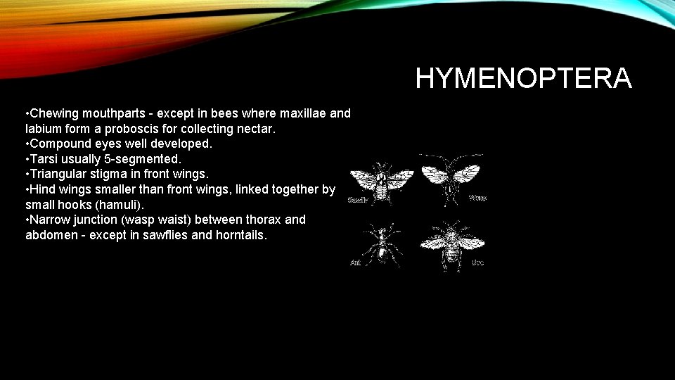 HYMENOPTERA • Chewing mouthparts - except in bees where maxillae and labium form a