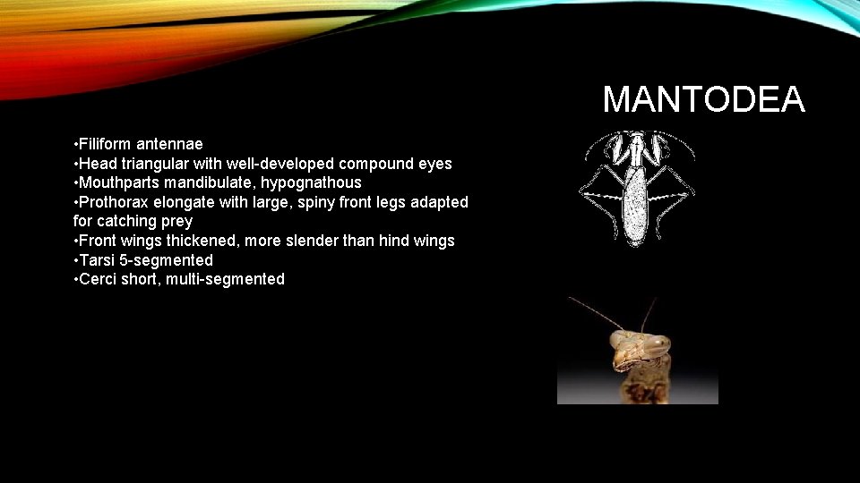 MANTODEA • Filiform antennae • Head triangular with well-developed compound eyes • Mouthparts mandibulate,