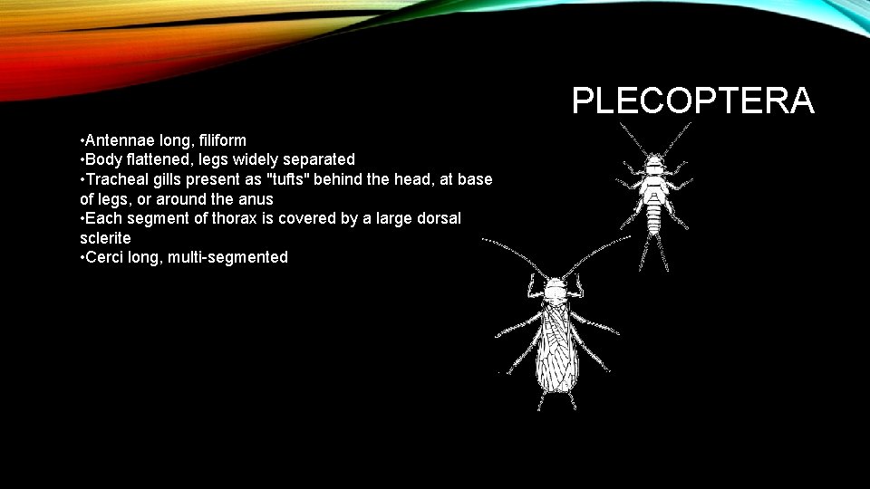 PLECOPTERA • Antennae long, filiform • Body flattened, legs widely separated • Tracheal gills