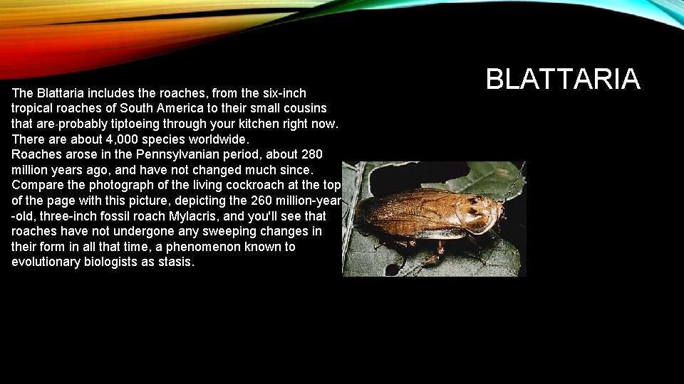 The Blattaria includes the roaches, from the six-inch tropical roaches of South America to