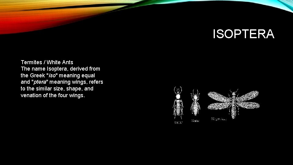 ISOPTERA Termites / White Ants The name Isoptera, derived from the Greek "iso" meaning