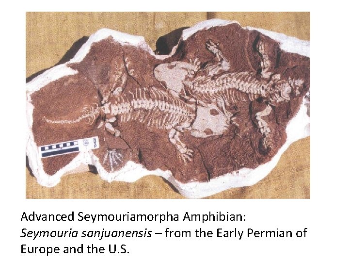 Advanced Seymouriamorpha Amphibian: Seymouria sanjuanensis – from the Early Permian of Europe and the