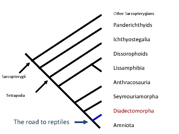 Other Sarcopterygians Panderichthyids Ichthyostegalia Dissorophoids Lissamphibia Sarcopterygii Tetrapoda Anthracosauria Seymouriamorpha Diadectomorpha The road to